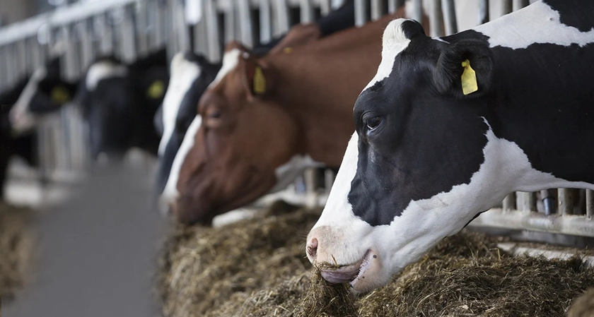 Will&nbsp;machine&nbsp;learning&nbsp;transform the&nbsp;dairy&nbsp;industry?&nbsp;Understanding how AI and data are shaping the next generation of dairy decision-making&nbsp;
